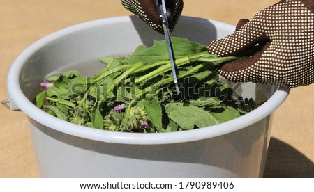 liquid manure from comfrey in a comfrey field Royalty-Free Stock Photo #1790989406