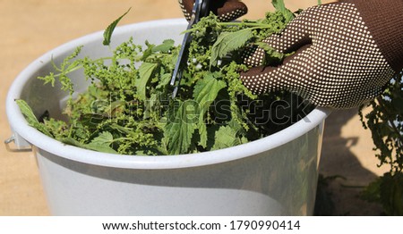 liquid manure from stinging nettles in a stinging nettles field Royalty-Free Stock Photo #1790990414