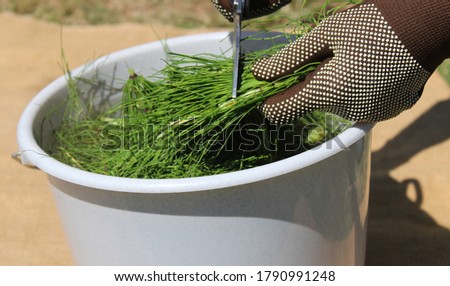 liquid manure from horsetail in a horsetail field Royalty-Free Stock Photo #1790991248