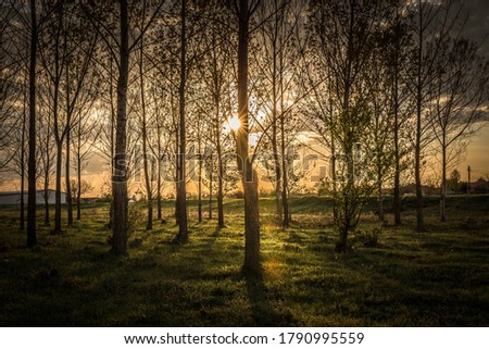 The pic is taken Somewhere in Bulgaria inside the woodland. The sunset catch the sunburst behind the tree and create this beautifull image.
