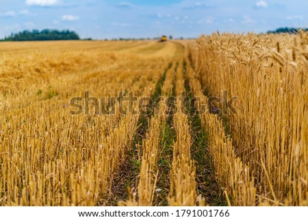 Ripening ears of yellow wheat field on the cloudless lue sky background. Horizon in rural meadow. Nature photo. Idea of a rich harvest.