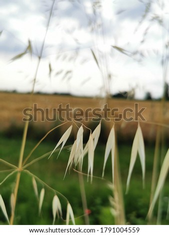 spring wild oat, avena fatua, wild-oat Royalty-Free Stock Photo #1791004559