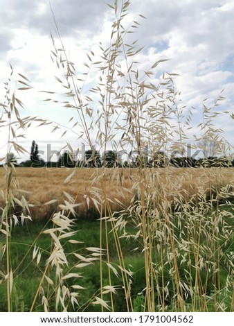 spring wild oat, avena fatua, wild-oat Royalty-Free Stock Photo #1791004562