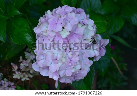 beautiful flower image top angle view