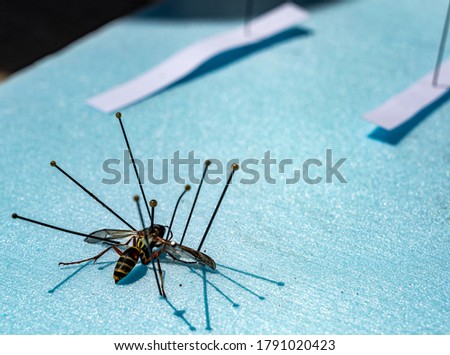 Technique to pin and preserve insects by positioning legs and wings till they harden in place