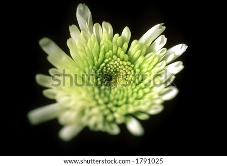 flower detail
