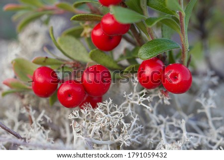 Extreme close-up of tiny red bearberry fruits. Macro of little scarlet bearberries (Arctostaphylos uva-ursi). Royalty-Free Stock Photo #1791059432