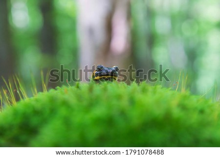 Fire salamander (Salamandra salamandra). Portrait of black and yellow salamander sitting on mossy rock in the forest.