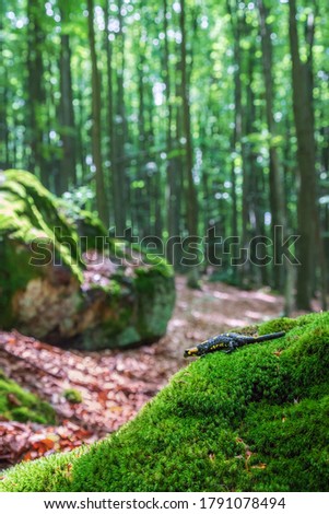 Black and yellow salamander walking on mossy rock in the forest. Fire salamander (Salamandra salamandra).