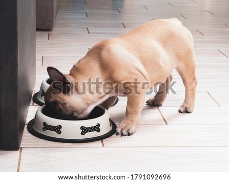 French bulldog puppy is eating from the bowl. Sweet pet. Dog feeding.  Royalty-Free Stock Photo #1791092696