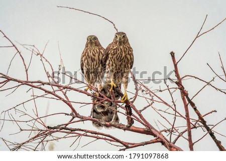 Two Juvenile Cooper's Hawks Perched