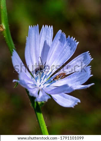 Chicory in bloom at Michigan State Park, The Porcupine Mountains in late July 2020