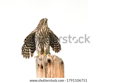 Cooper's Hawk Spreads Wings During Storm Royalty-Free Stock Photo #1791106751