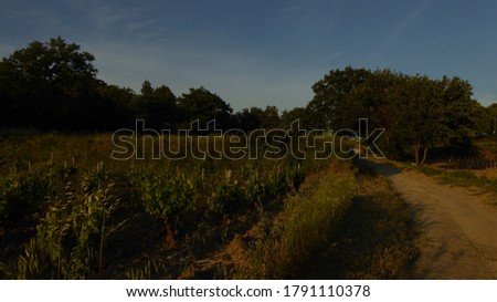 Road leading to the vine yards near Chateauneuf du Pape in France at dusk