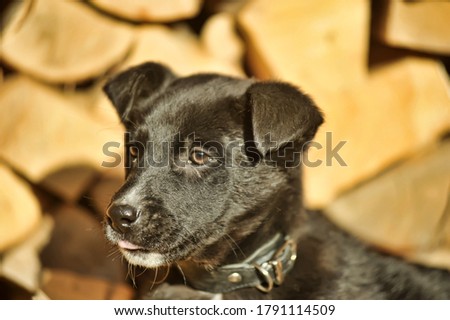 black and white puppy mongrel on the background of woodpile with firewood