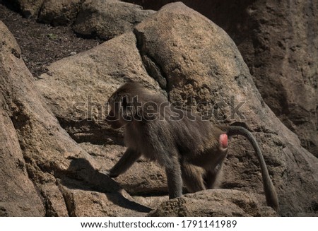 This image shows a wild Hamadryas Baboon walking and moving through rocky terrain.