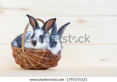 two little baby rabbit sit in the basket on wooden background. bunny Easter symbol. soft focus. copy space, place for text