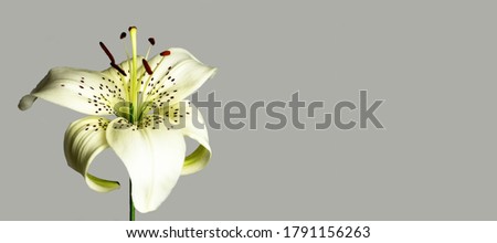 White Asiatic lily flower isolated on grey background with copy space  