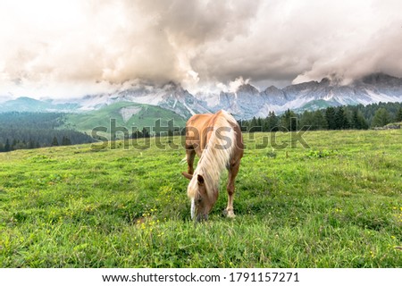 Mountain Horse and mountain landscape, alpine land, dolomites of trentino alto adige Royalty-Free Stock Photo #1791157271