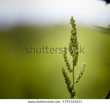 Macro photo of a flower on a green background. Photo wallpapers, background, plant, botany, flora, macro photography