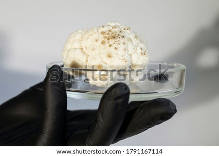 A hand in a black glove holds a petri dish with mold on cauliflower to visualize checking food before sale, laboratory tests. Shadow on the wall for drama.