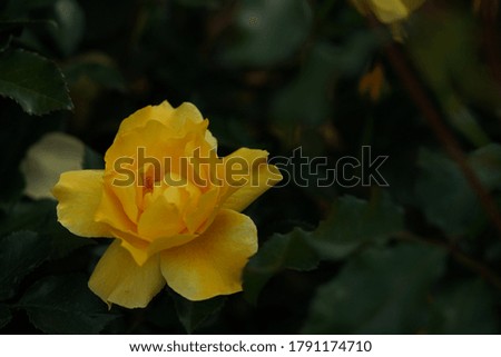 Yellow Flower of Rose 'Yellow Simplicity' in Full Bloom

