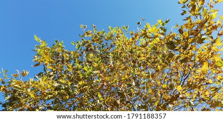 Autumn yellow leaves of trees against a background of clear blue sky. Bright beautiful picture of autumn nature. Feeling of lightness, joy, happiness