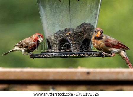 A House Finch and Northern Cardinal feed at the feeder. Royalty-Free Stock Photo #1791191525