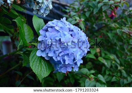 beautiful violet flower image in the garden on green leaf background