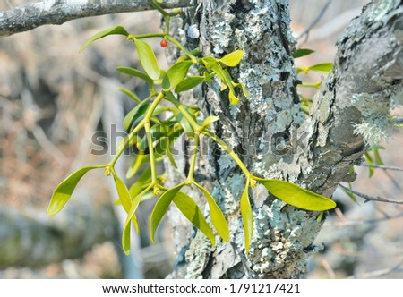 A close up of the blooming medicinal plant mistletoe (Viscum coloratum).