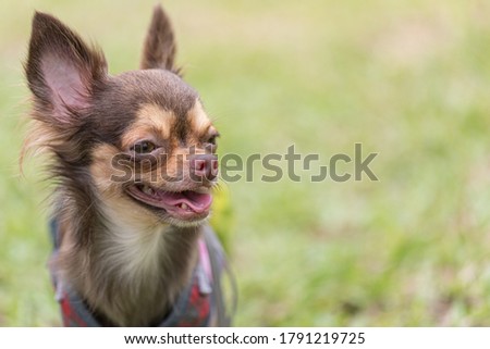 Long haired chihuahua dog playing with a blurred green lawn