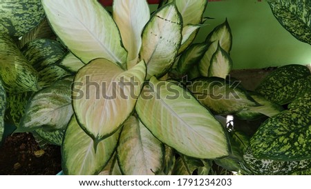 beutiful flower aglonema photo background image