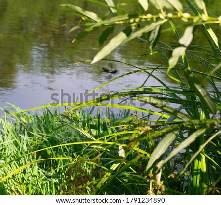 Dragonfly on a background of green leaves and water