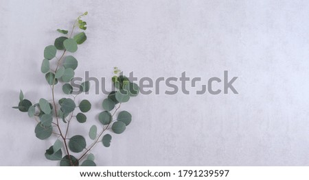 Border of green eucalyptus leaves on a white background
