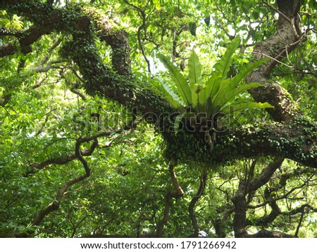 Asplenium nidus, bird's-nest Epiphyte fern plant growing on big tree branch in lush green jungles Royalty-Free Stock Photo #1791266942