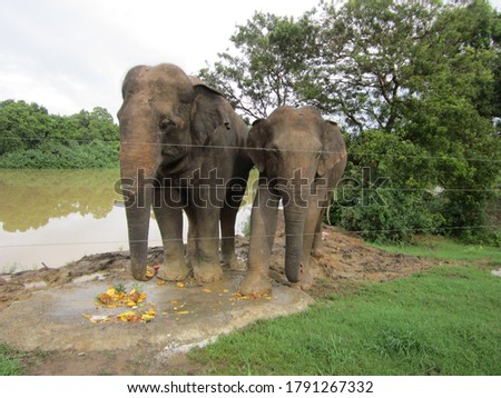 Sri lankan elephant pictures/wild life pictures