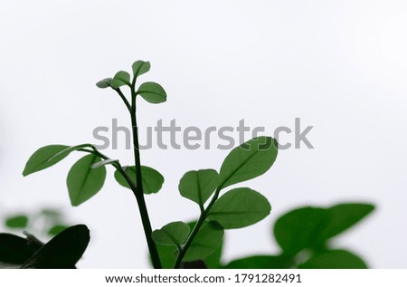 Branches and green leaves on white soft lens leaves background