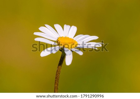beautiful colorful flower with a soft background