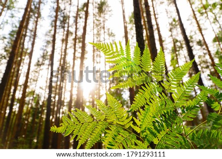 fern leaves with backlight in a pine forest.