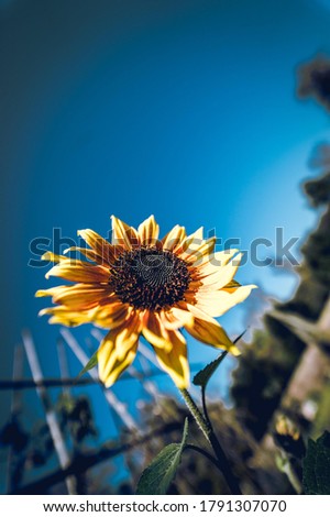 Sunflower so very beautiful image
