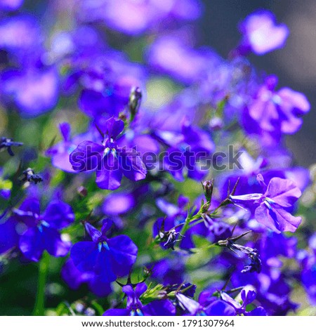 Blue flowers. Bright colored background of many blue flowers in the rays of the sun. Summer landscape.