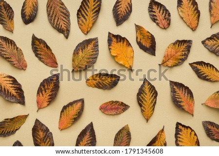 Autumn colored leaves on yellow background. View from above. Flat lay.