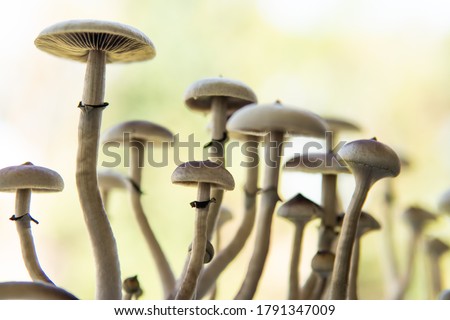 Fresh Psilocybin shroom. Fungi hallucinogen. Fresh Psilocybin shroom. Psilocybin cubensis mushroom. Royalty-Free Stock Photo #1791347009