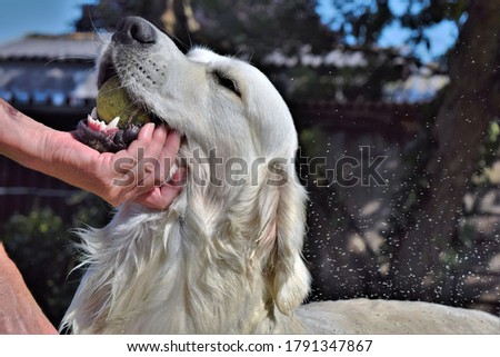 Dynamic picture with Labrador retriever dog hold by a hand with a tennis ball in his mouth and splashing water on a hot summers day