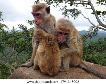 Srilankan  Monkey family