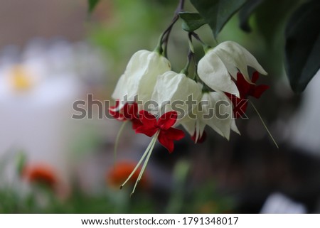 Bagflower(Bleeding heart vine, Clerodendrum Thomsoniae, Glory bower) close up picture on side