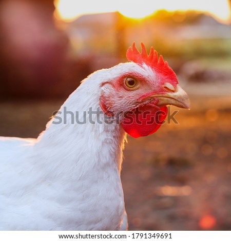 A close up shot of a rooster. Broiler chicken at sunset. Domestic alive chicken photo portrait. Royalty-Free Stock Photo #1791349691
