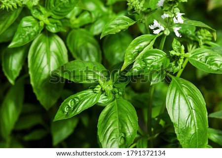 Sweet Basil green plants with flowers growing Royalty-Free Stock Photo #1791372134