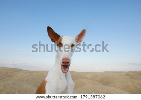 dog with Open mouth and show tongue. funny Graceful Ibizan greyhound on a sky background. portrait, wide angle