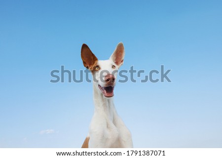 happy dog portrait, wide angle. funny Graceful Ibizan greyhound on a sky background.  Royalty-Free Stock Photo #1791387071